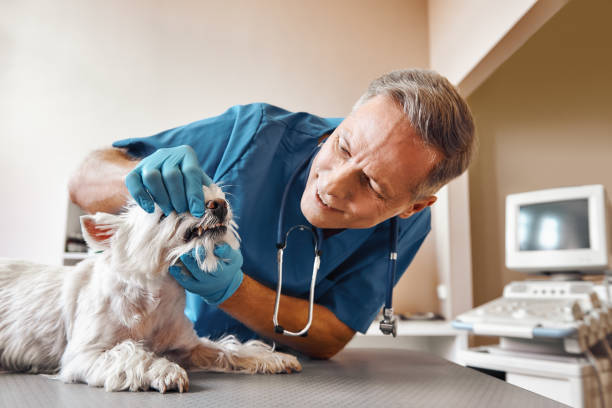 Best Emergency Wisdom Teeth Removal in Boyertown, PA